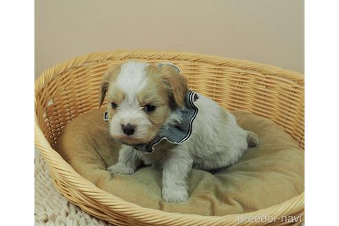 成約済の埼玉県のミックス犬-161202の3枚目